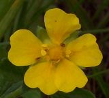 Potentilla goldbachii. Цветок. Курская обл., Железногорский р-н, ж.д. в окр. ст. Мицень. 22 июля 2007 г.