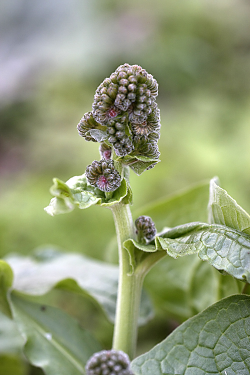 Изображение особи Solenanthus circinnatus.