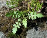 Rorippa palustris