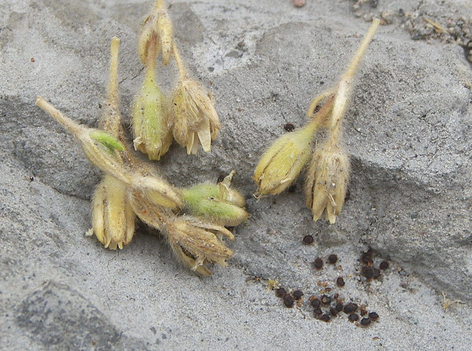 Image of Minuartia inamoena specimen.