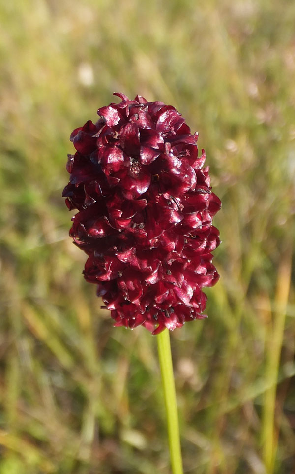 Изображение особи Sanguisorba officinalis.