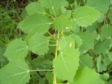 Populus tremula. Часть побега. Курская обл., г. Железногорск, вдхр. на р. Погарщина. 27 июня 2007 г.