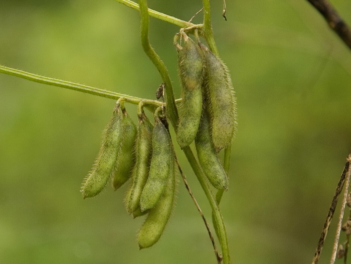 Изображение особи Glycine soja.