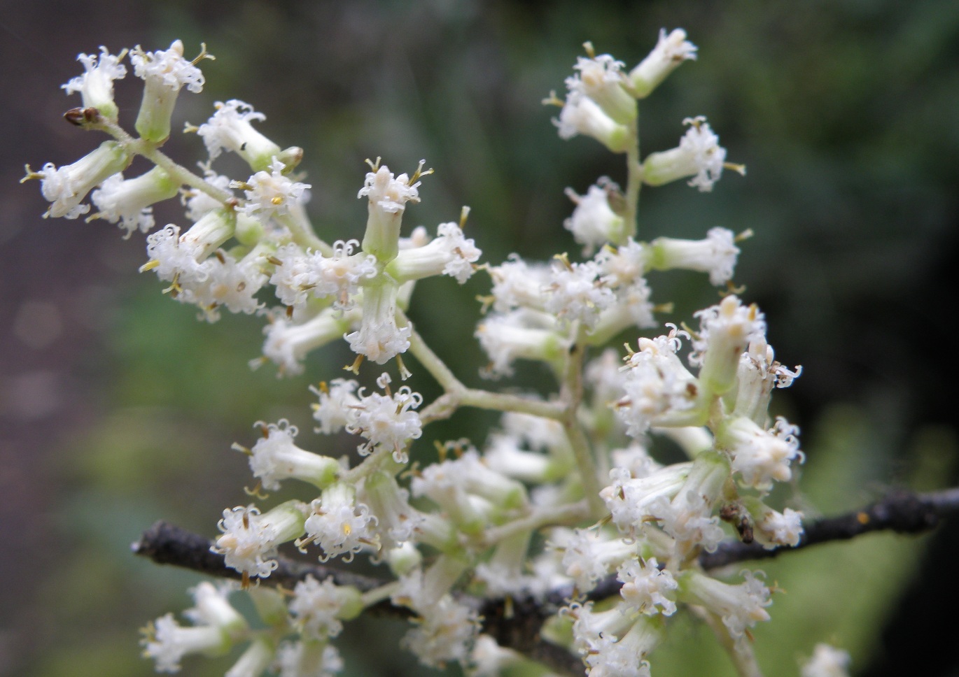 Image of Brachyglottis repanda specimen.