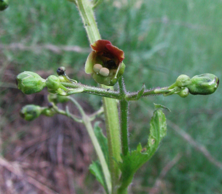 Изображение особи Scrophularia nodosa.