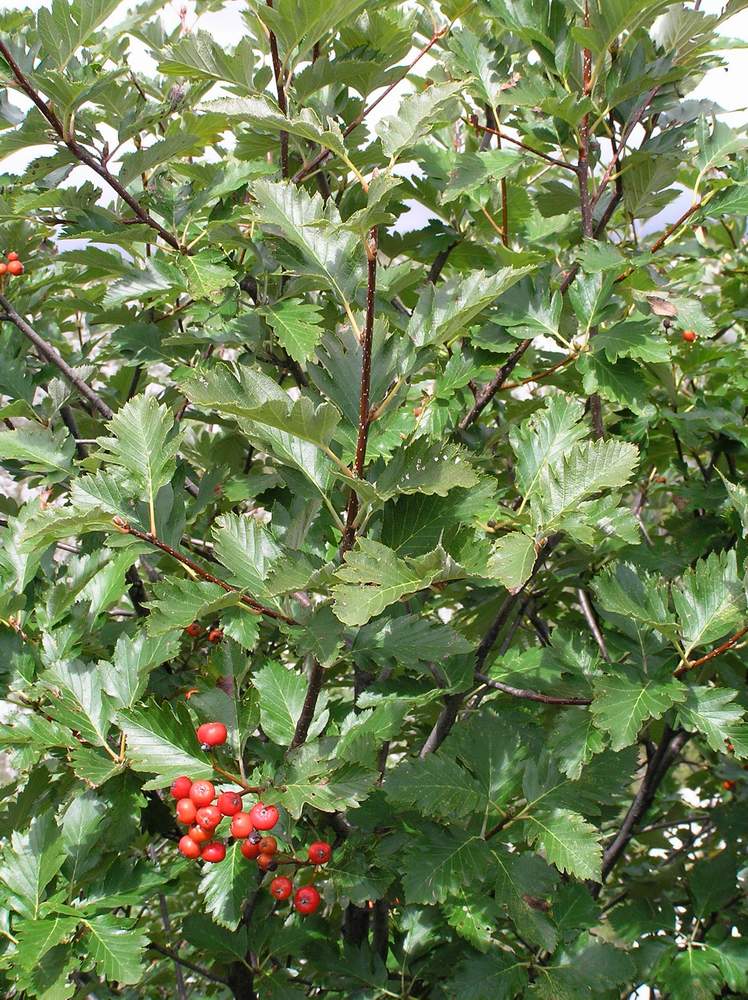 Image of Sorbus semipinnata specimen.