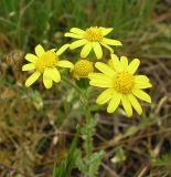 Senecio vernalis