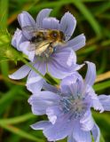 Cichorium intybus. Соцветия с фуражирующей пчелой. Ярославль, Красноперекопский р-н, ж.-д. ст. Полянки, на склоне Крестовой горы. 18.07.2010.