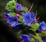 Echium vulgare