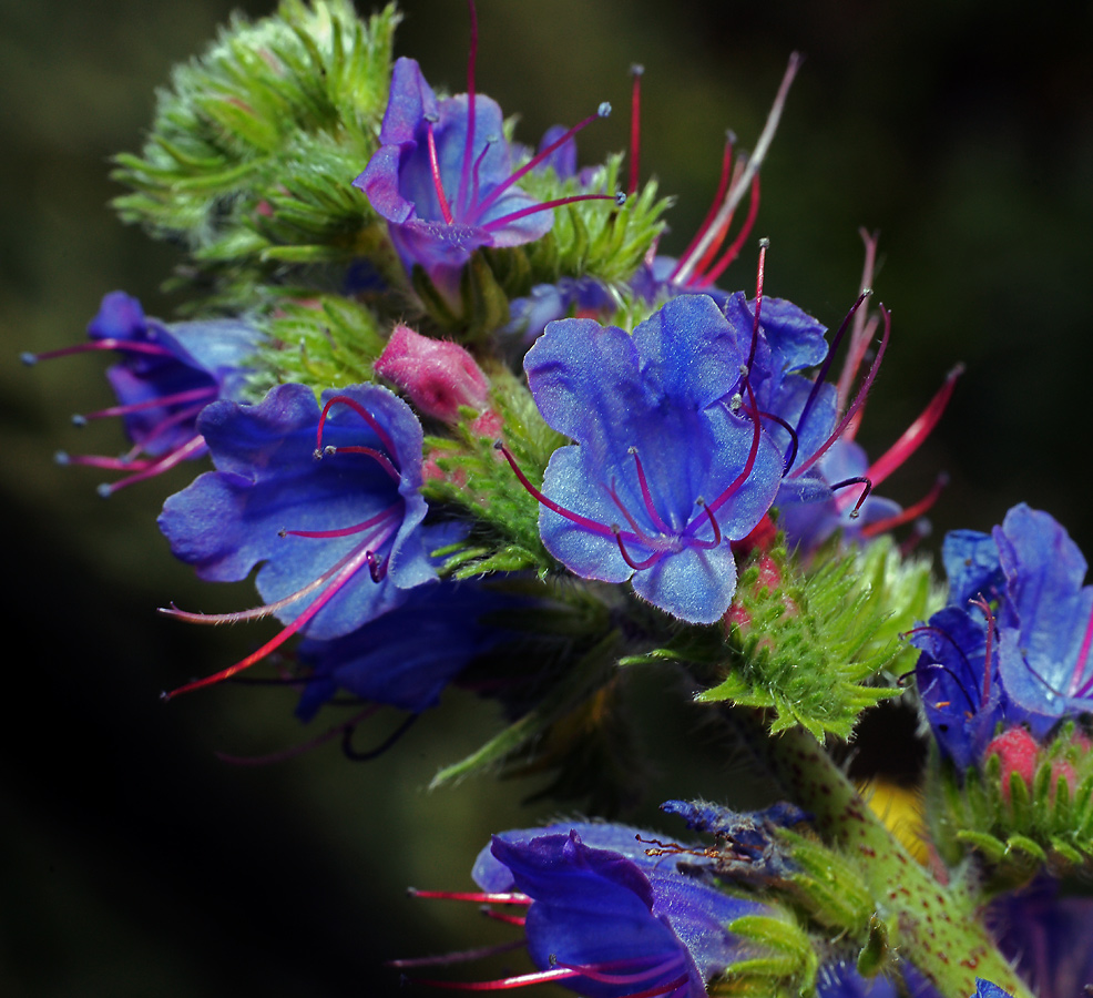 Изображение особи Echium vulgare.