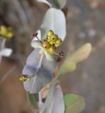 Lonicera etrusca. Соплодие. Israel, Mount Carmel. 07.06.2008.