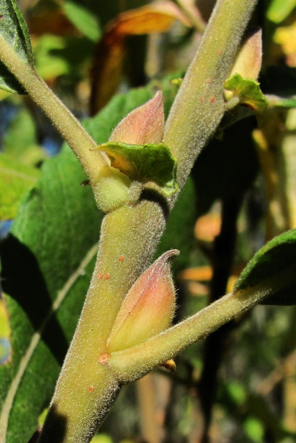 Image of Salix &times; puberula specimen.