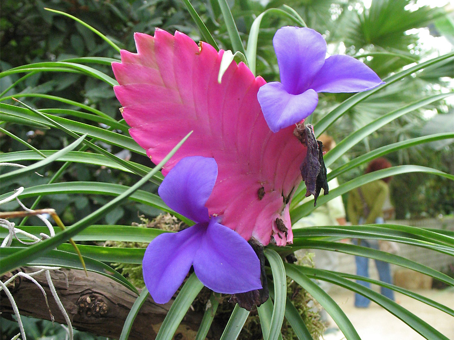 Image of Tillandsia cyanea specimen.