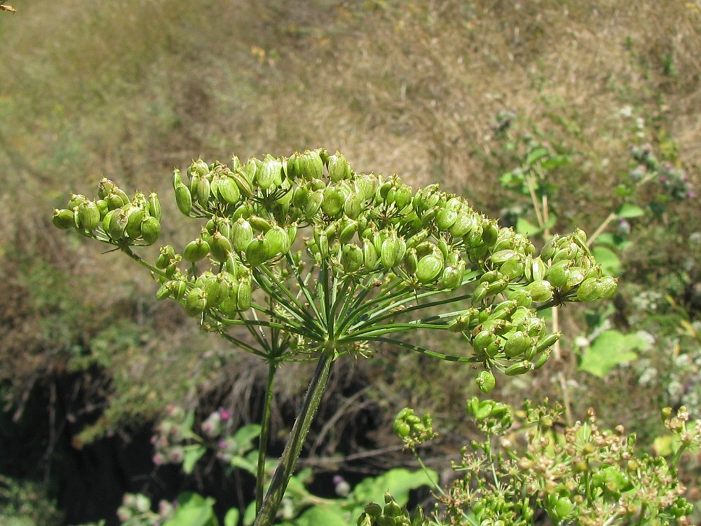 Image of Heracleum sibiricum specimen.