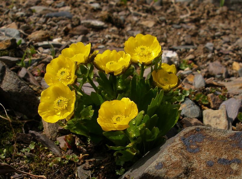 Изображение особи Ranunculus altaicus.