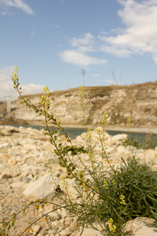 Изображение особи Reseda lutea.