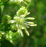 Thalictrum flavum