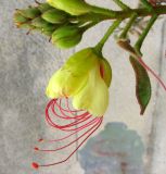 Caesalpinia gilliesii. Верхушка соцветия с бутонами, цветком и завязавшимися плодами. Хорватия, Истрия, пос. Баньоле, у стенки дома. 03.09.2012.