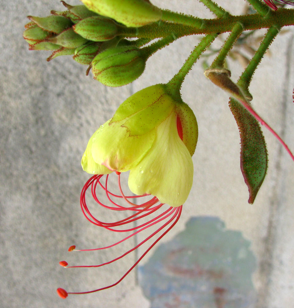 Изображение особи Caesalpinia gilliesii.