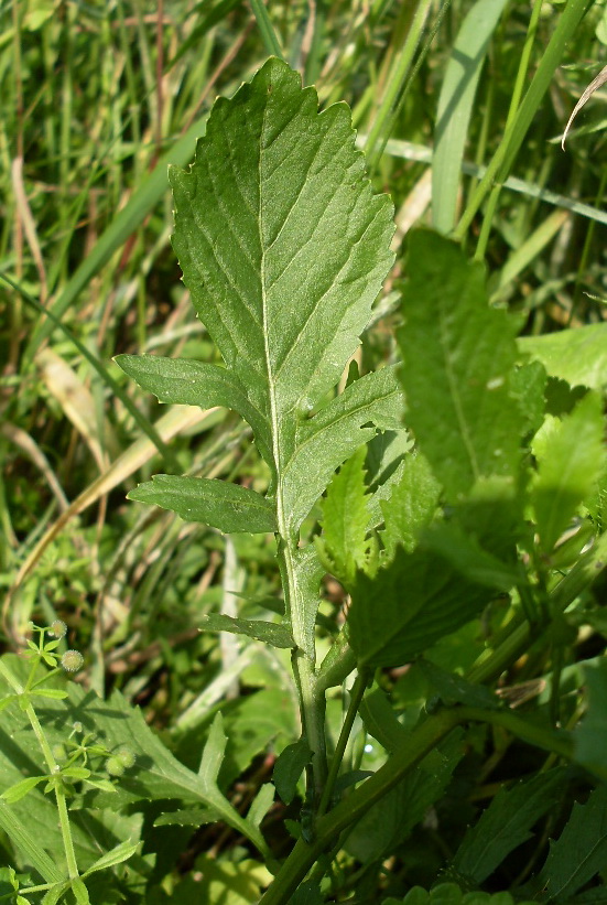 Image of Rorippa &times; armoracioides specimen.