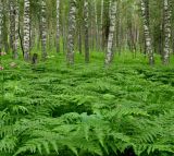 Pteridium pinetorum ssp. sibiricum