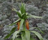 Fritillaria imperialis