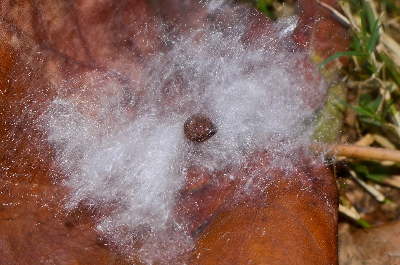 Image of Ceiba pentandra specimen.