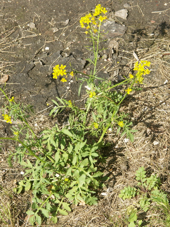 Image of Rorippa sylvestris specimen.