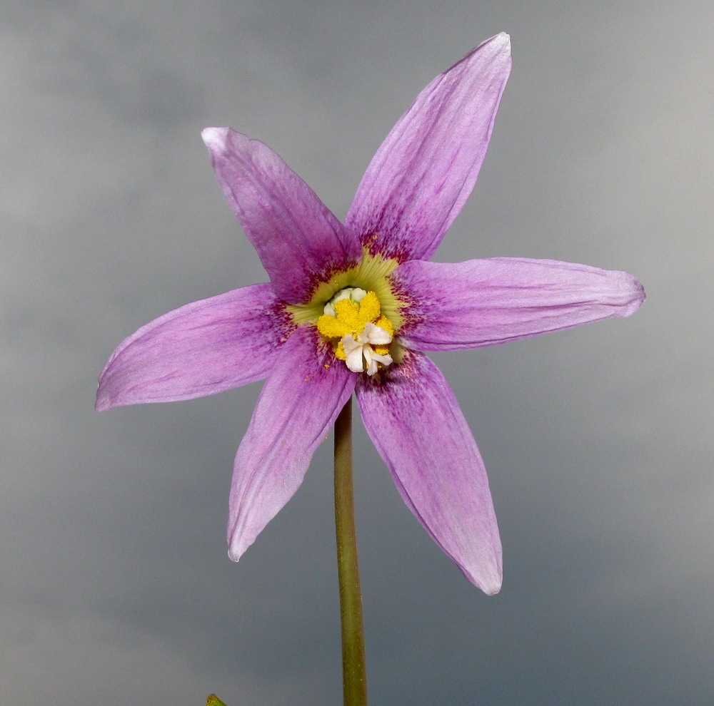 Изображение особи Erythronium sibiricum.