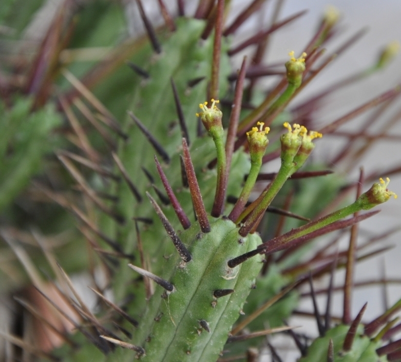 Image of Euphorbia heptagona specimen.