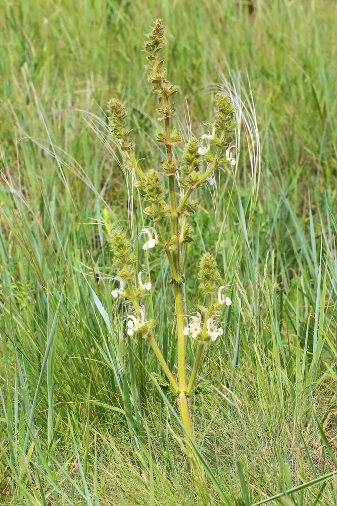 Image of Salvia revelata specimen.