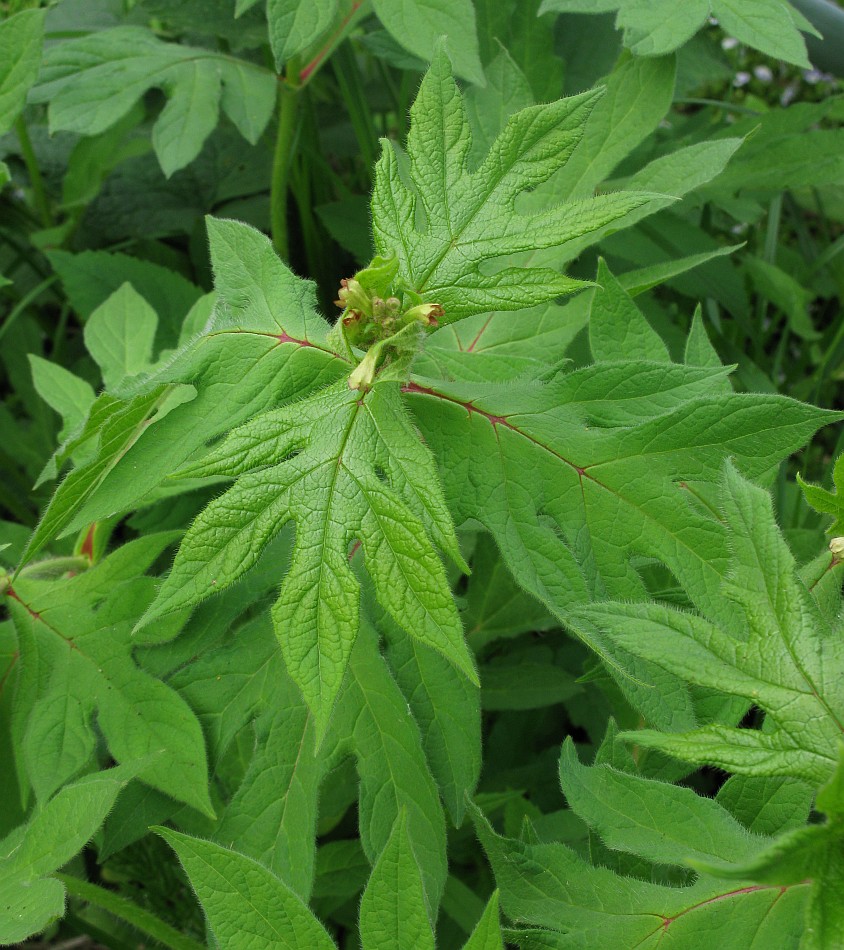 Изображение особи Triosteum pinnatifidum.