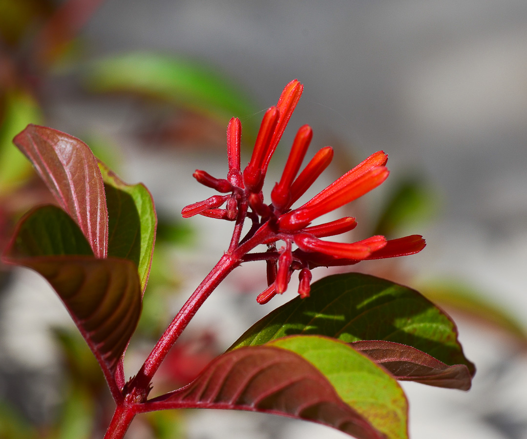 Image of Hamelia patens specimen.