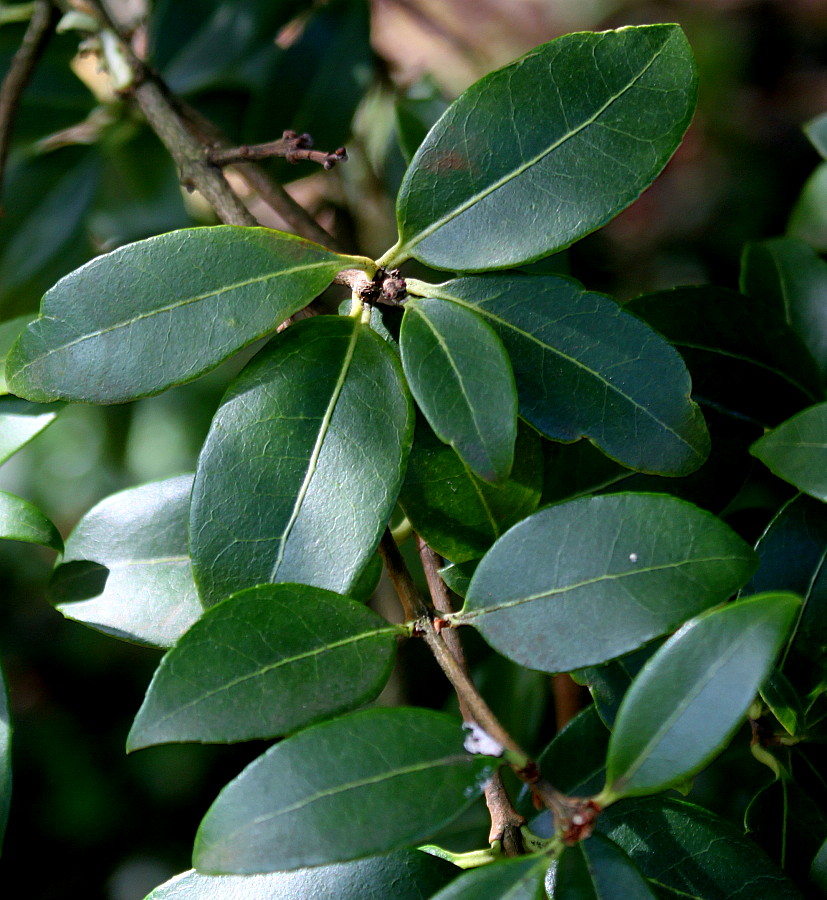Изображение особи Osmanthus × burkwoodii.
