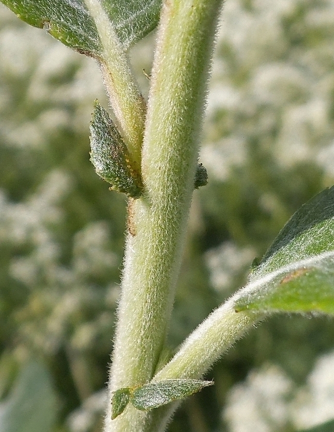 Image of Salix gmelinii specimen.