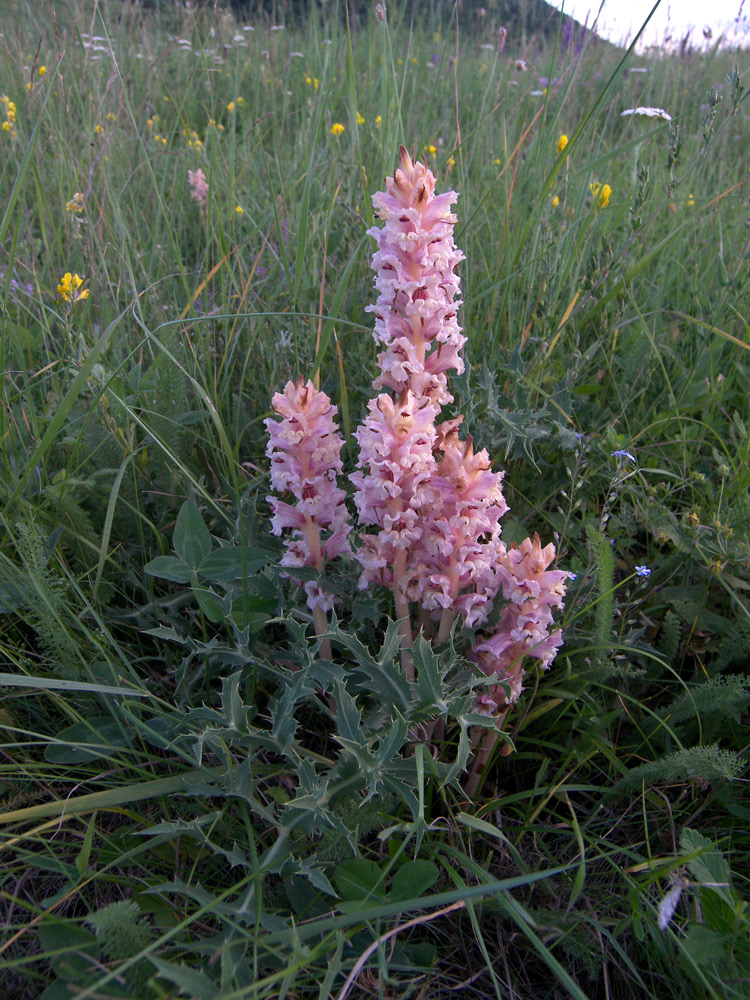 Image of Orobanche alba f. maxima specimen.