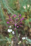 Allium longiradiatum