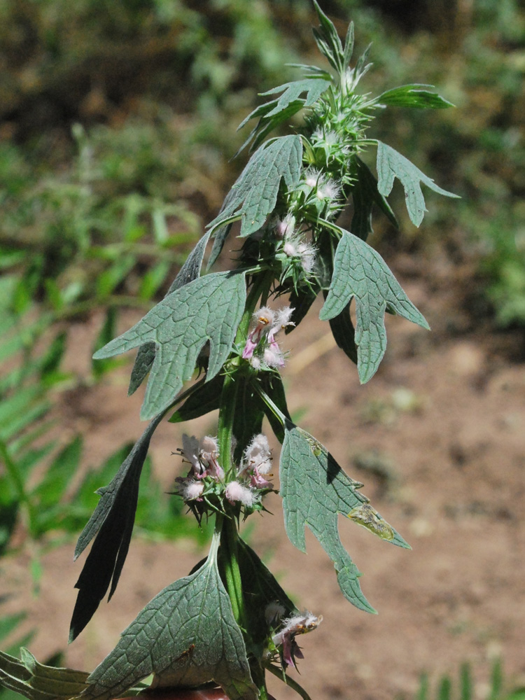 Изображение особи Leonurus turkestanicus.