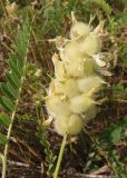 Astragalus cicer. Незрелое соплодие. Украина, Запорожская обл., Мелитопольский р-н, недалеко от пгт Мирное, Национальный историко-археологический заповедник \"Каменная Могила\". 06.08.2013.