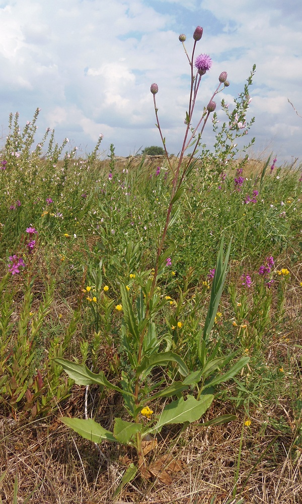 Image of Cirsium arvense specimen.