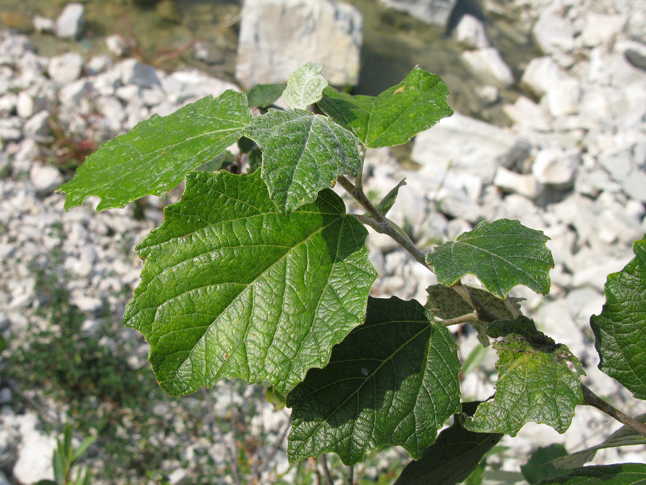 Image of Populus alba specimen.