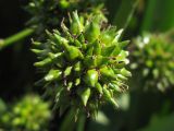 Sparganium erectum. Соплодие. Краснодарский край, окр. г. Крымск, берег р. Адагум. 01.09.2013.