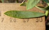 Euphorbia seguieriana