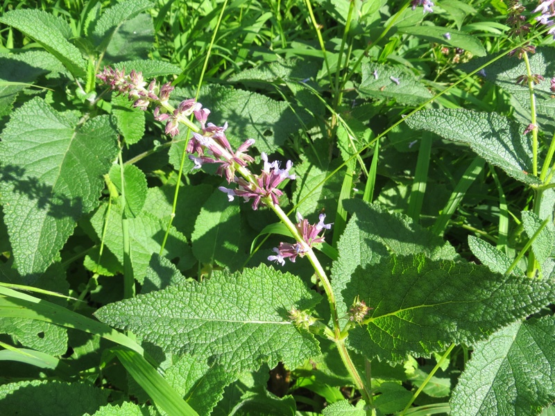 Изображение особи Salvia verticillata.