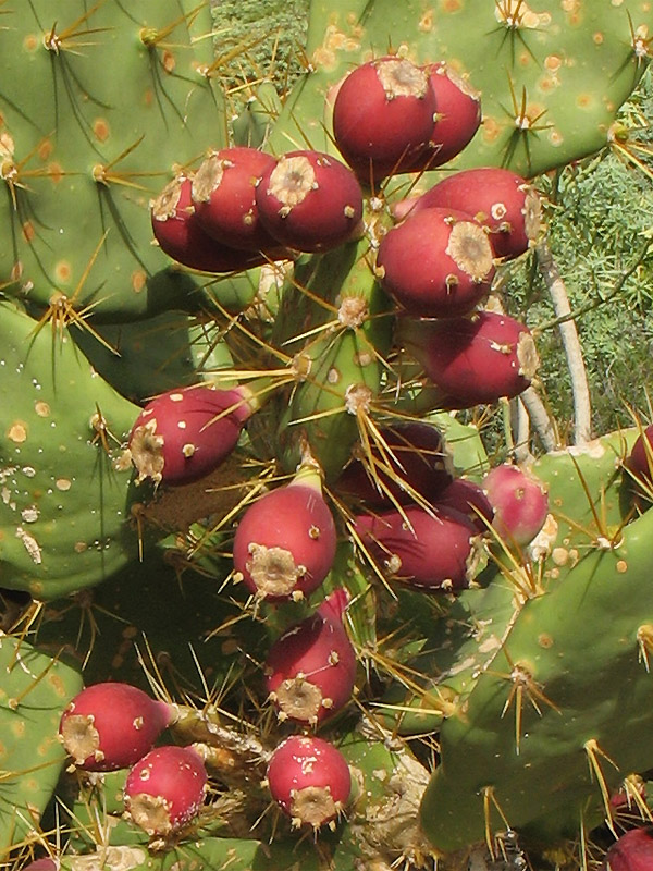 Image of Opuntia dillenii specimen.