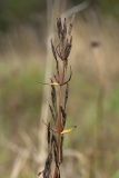 Gentianella amarella. Верхушка плодоносящего растения. Ленинградская обл., Волосовский р-н, окр. дер. Донцо, суходольный луг на известняке. 29.09.2013.