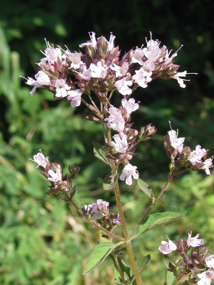 Изображение особи Origanum vulgare.