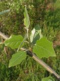 Populus alba. Часть ветви с молодым побегом. Украина, г. Запорожье, балка между Космическим мкрн. и Опытной станцией. 03.05.2013.