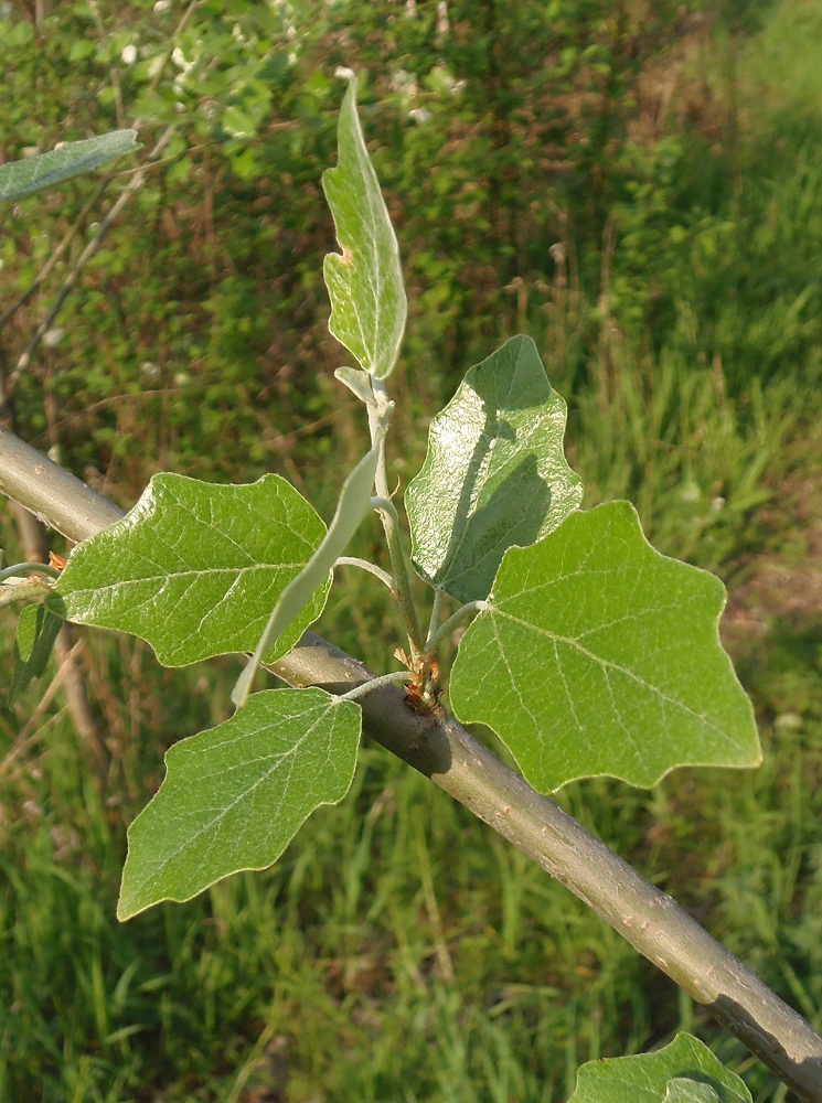 Изображение особи Populus alba.