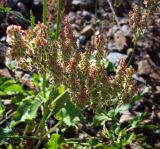 Rumex acetosa. Соплодие. Курская обл., Железногорский р-н, с. Жидеевка, ур. Жидеевская дача, насыпь у ж. д. 18 июля 2007 г.